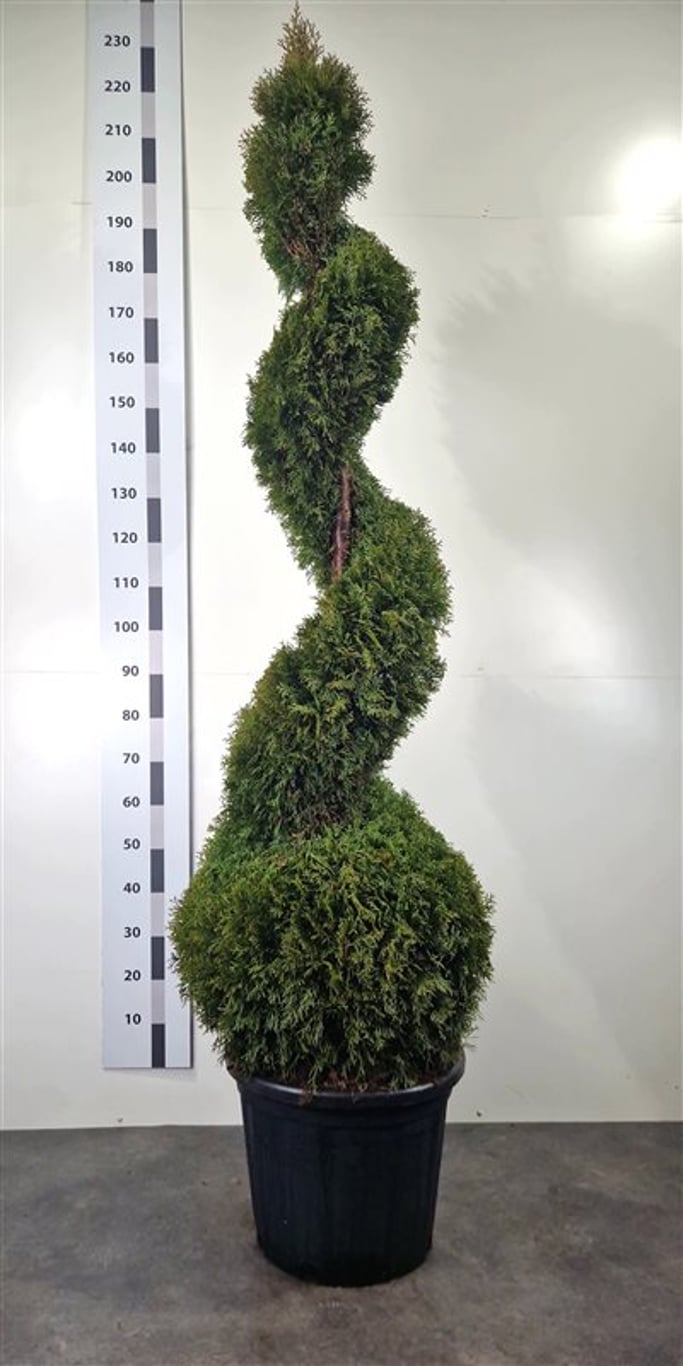 Thuja occ. 'Smaragd' - 160-180 CM Spiral Cont.